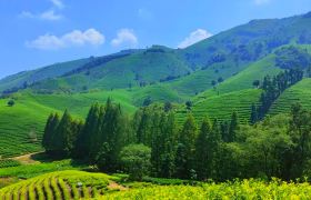 静姐说茶：产区环境对品质的影响——茶叶的 “地理密码”​ ​ ​ ​