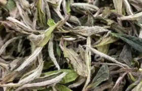 静姐说茶：不同地域与工艺造就的独特风味——福鼎白茶与月光白的差异探秘